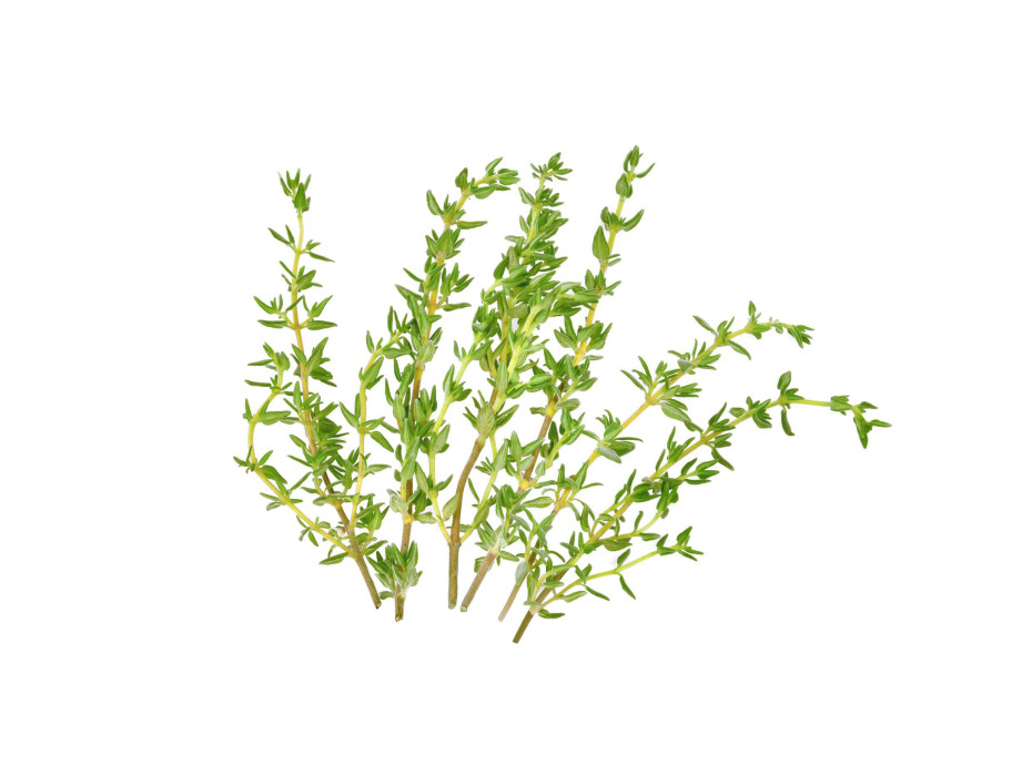 The Thyme Thymol essential oil 