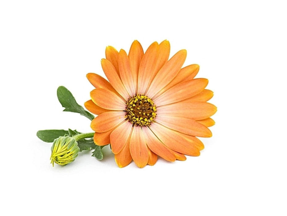 Organic calendula oil (macerate)