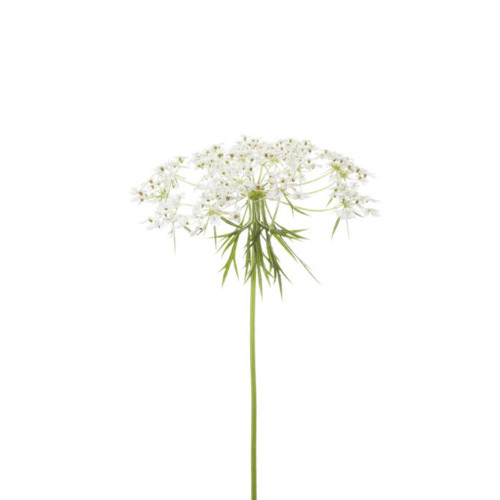 Wild carrot therapeutic essential oil 