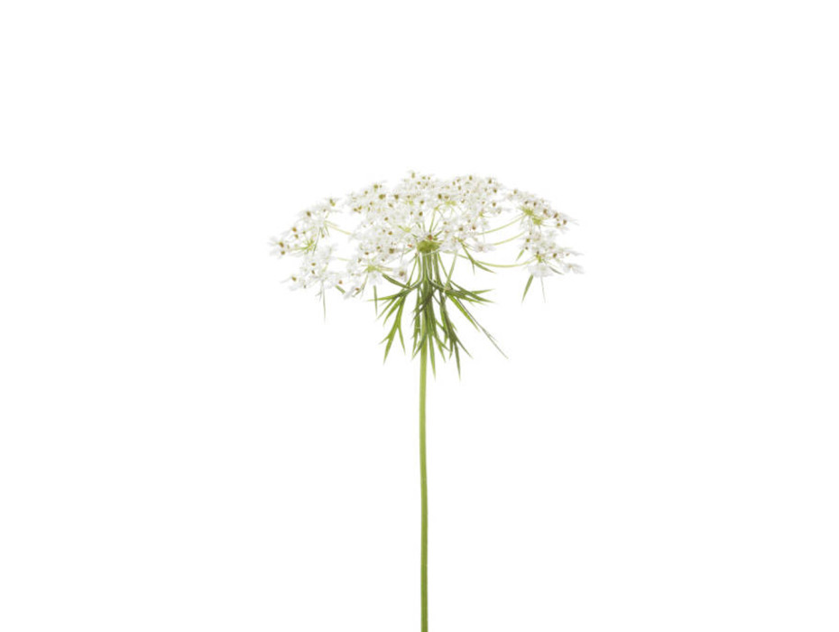 Wild carrot therapeutic essential oil 