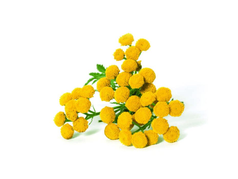 Blue tansy essential oil is therapeutic