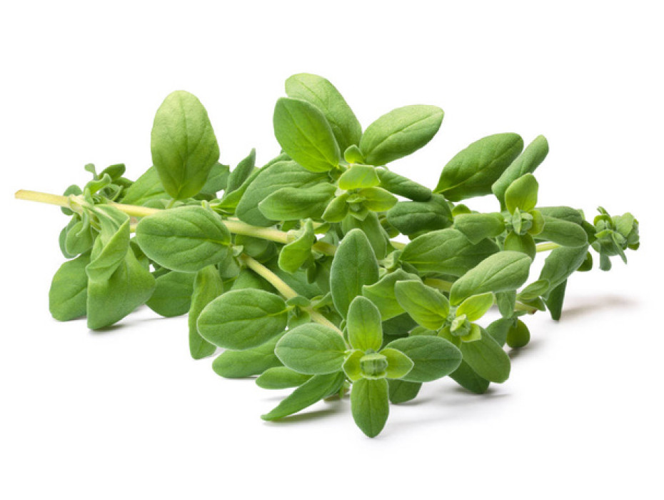 Sweet marjoram essential oil 