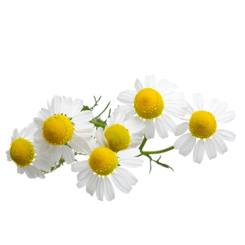 German chamomile therapeutic essential oil 