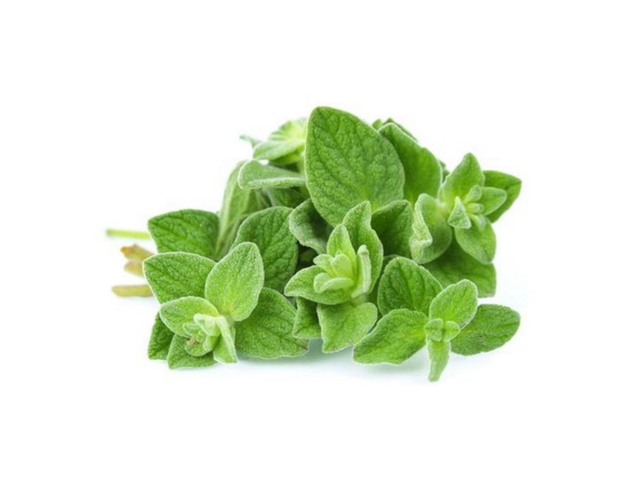 Oregano essential oil 