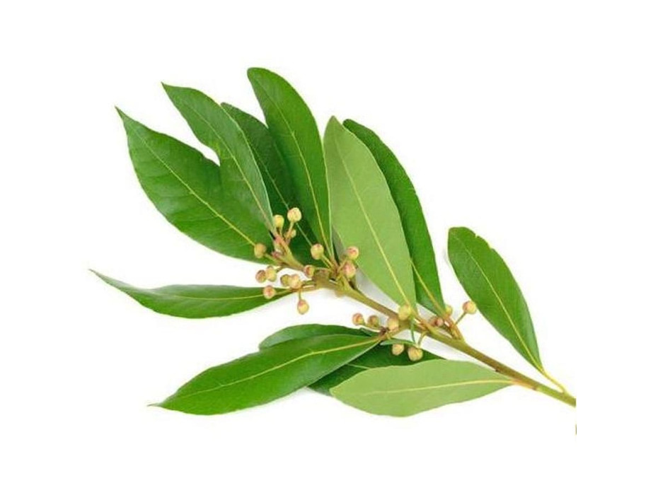 Ravintsara therapeutic essential oil 