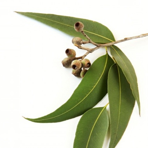 Eucalyptus essential oil is therapeutic