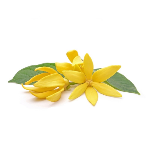 Ylang-ylang therapeutic essential oil 