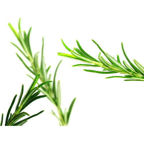 Rosemary ct. cineol therapeutic essential oil 