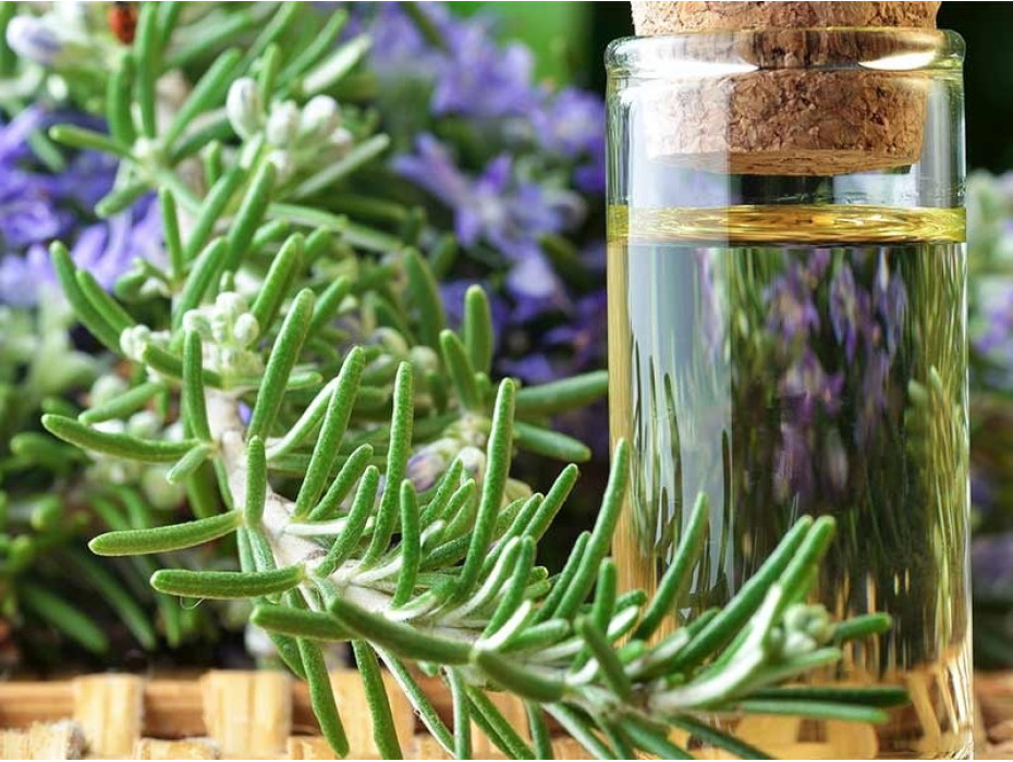 Rosemary ct. cineol therapeutic essential oil 