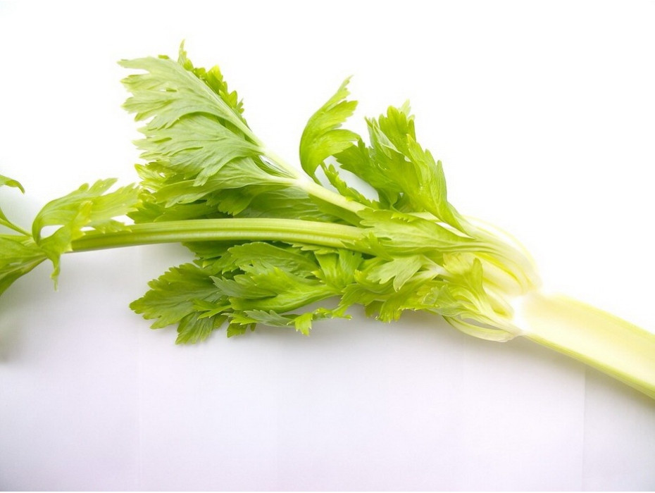 Celery essential oil is therapeutic