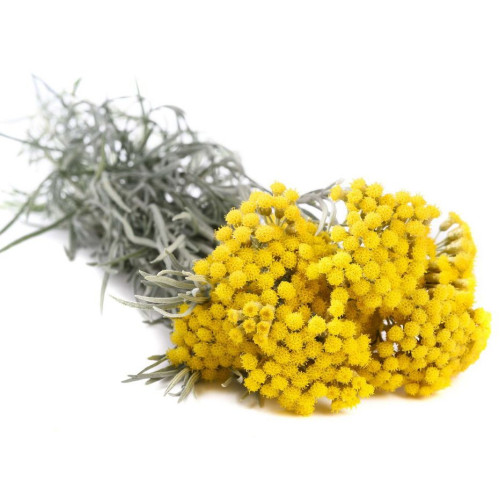Helicrysum therapeutic essential oil