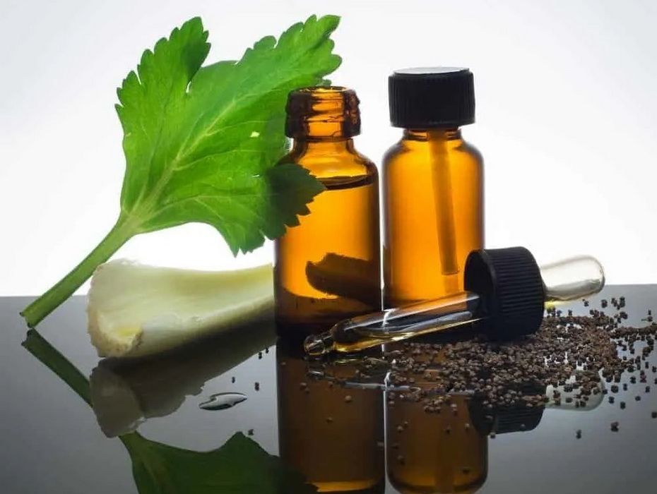 Celery essential oil is therapeutic