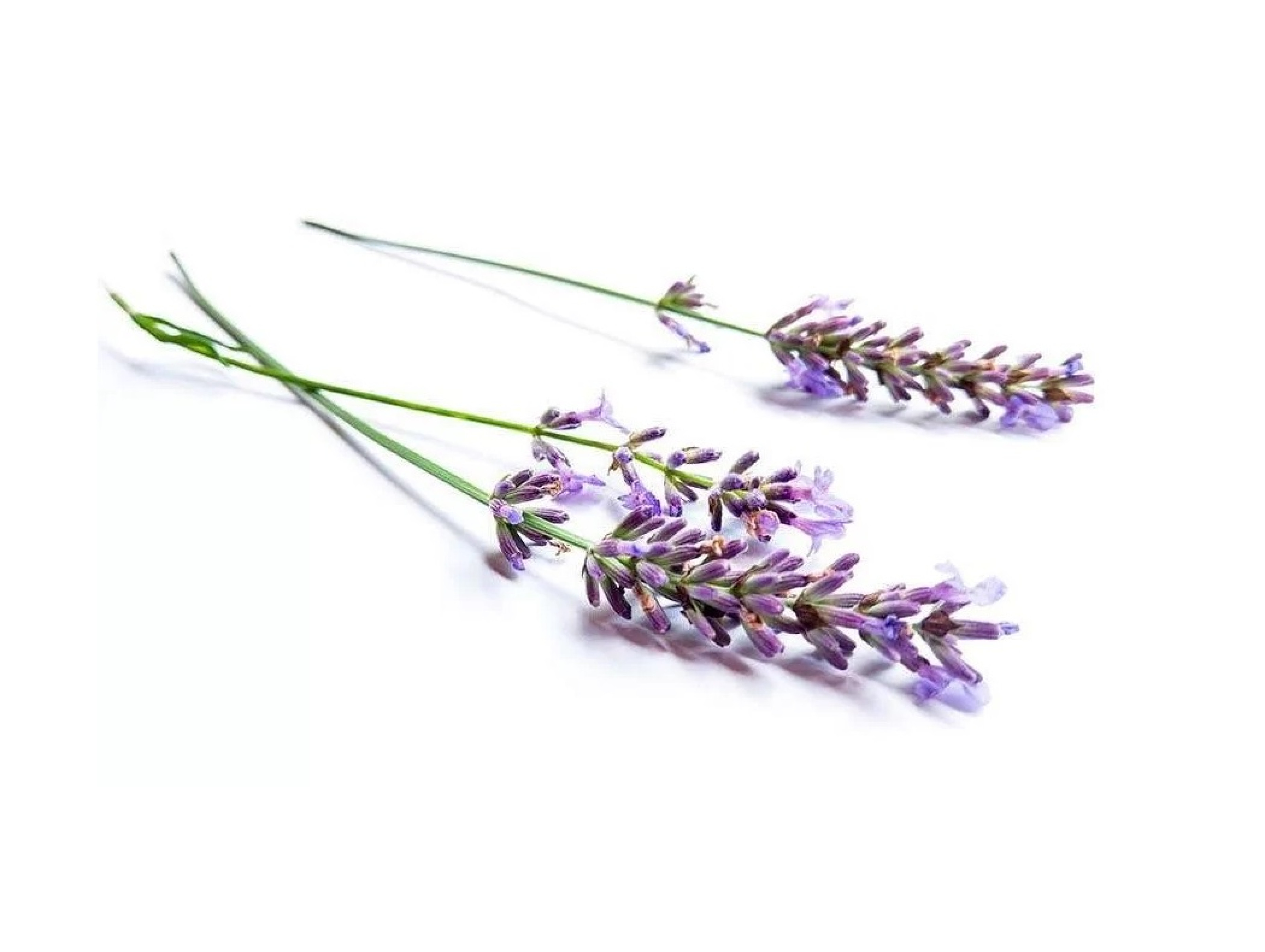 Lavender therapeutic essential oil 