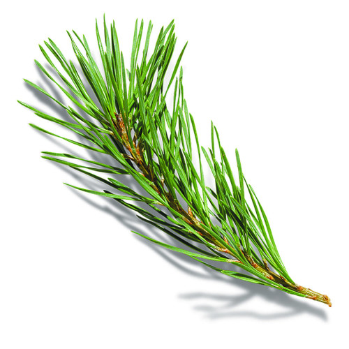 Pine therapeutic essential oil