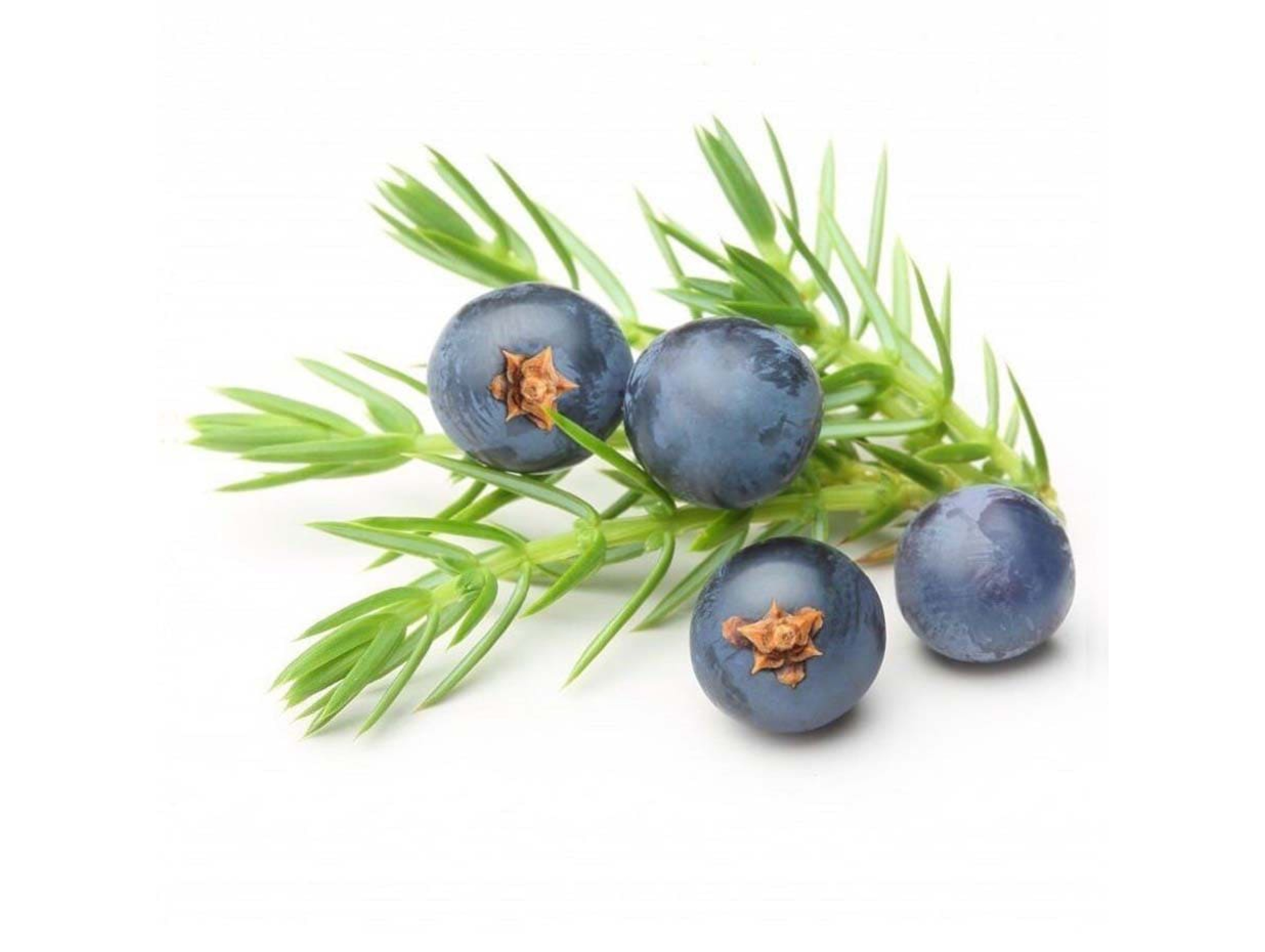 Essential oil of juniper berries is therapeutic