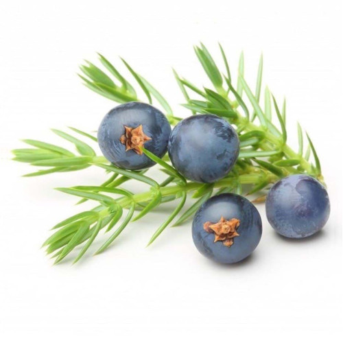 Essential oil of juniper berries is therapeutic