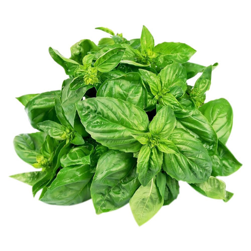 Basil essential oil is therapeutic