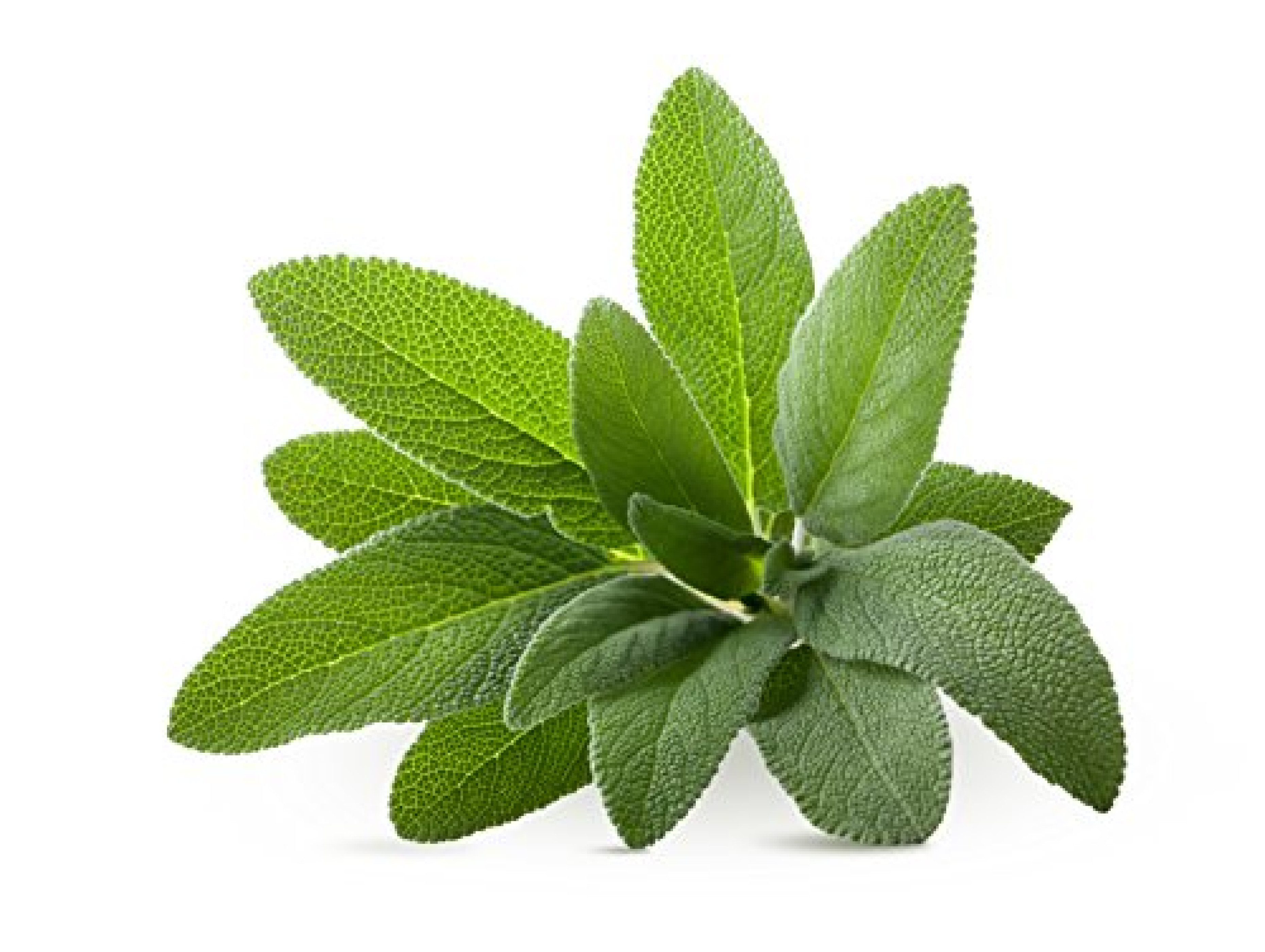 Medicinal sage essential oil is therapeutic